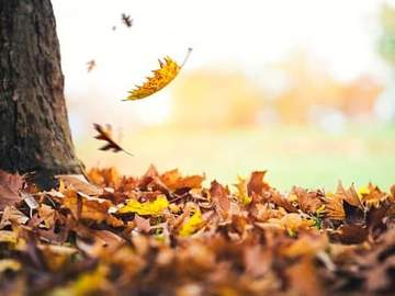 leaves falling on ground
